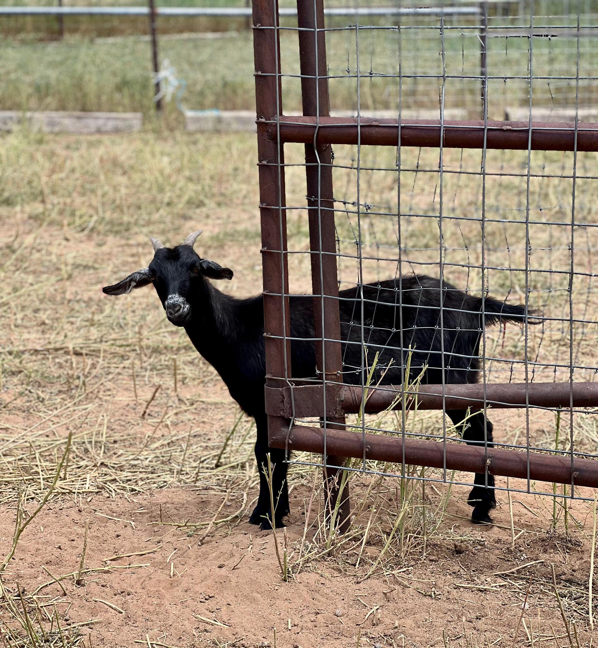 Santa Fe Goat Guys | Eco-Friendly Vegetation Management